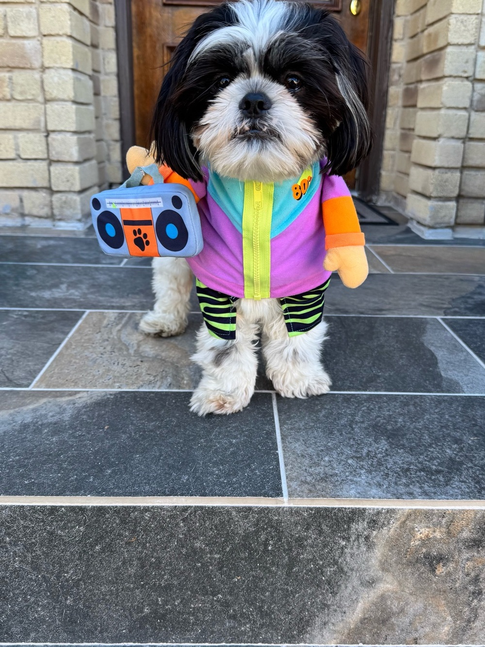 Frisco Front Walking 80s Retro Kid Dog & Cat Costume, Medium